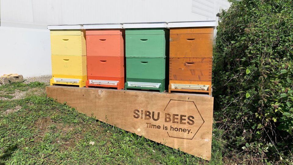 Beehive with colorful hives and Sibu design logo