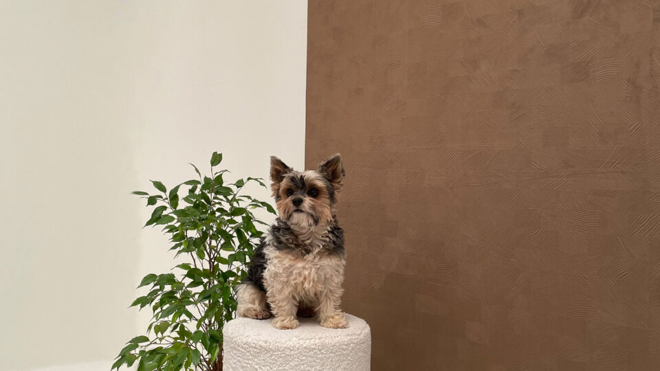 Hund auf Hocker vor einem braunen Hintergrund