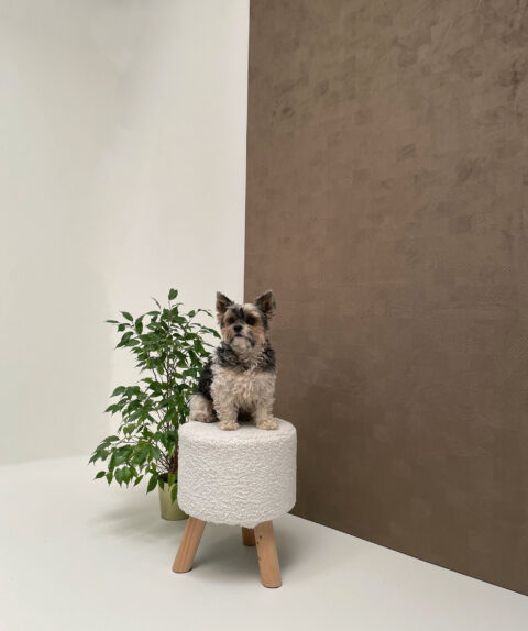 A cute dog on a small stool, with a plant behind it. In the background, a velvety mocha-colored design panel with a textured check pattern.