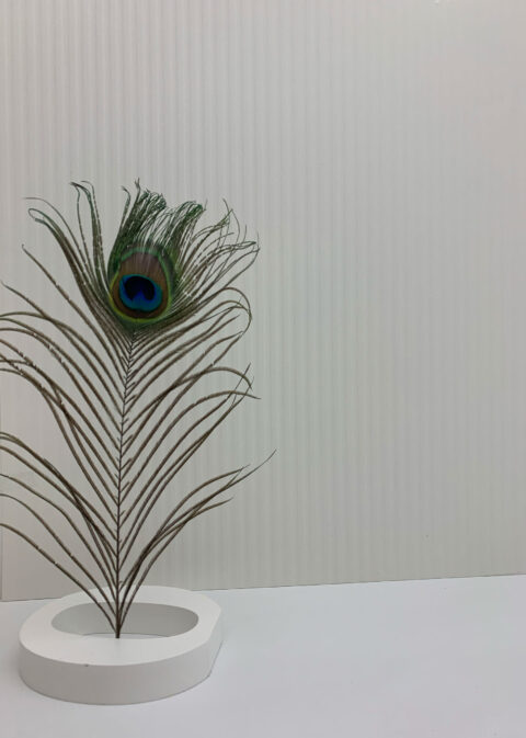 weißer Hintergrund im Vordergrund eine Pfauenfeder